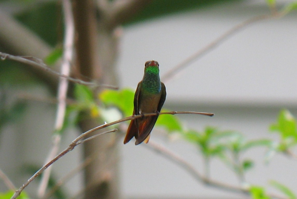 Buff-bellied Hummingbird - ML37615801