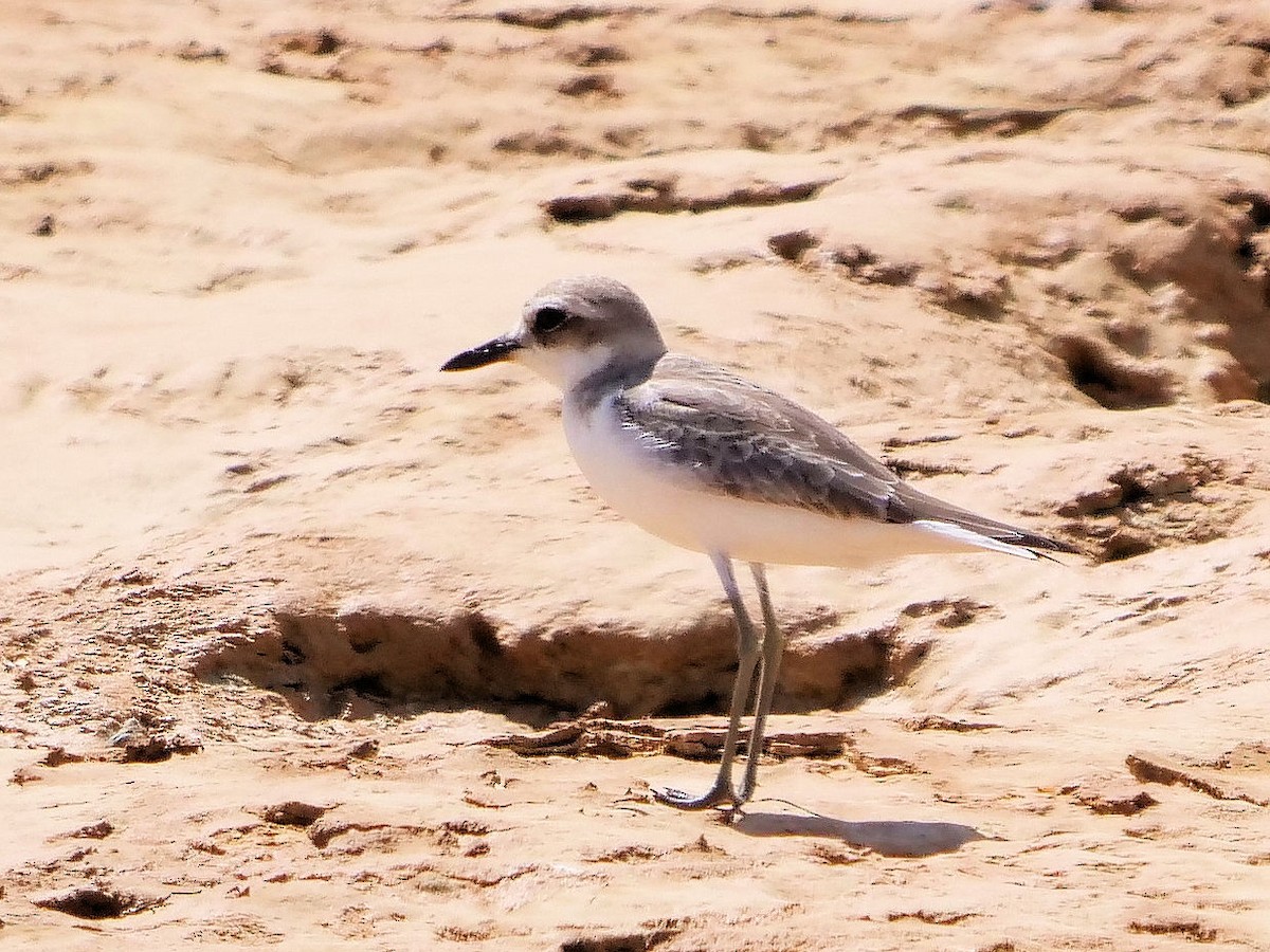 Greater Sand-Plover - Peter Lowe