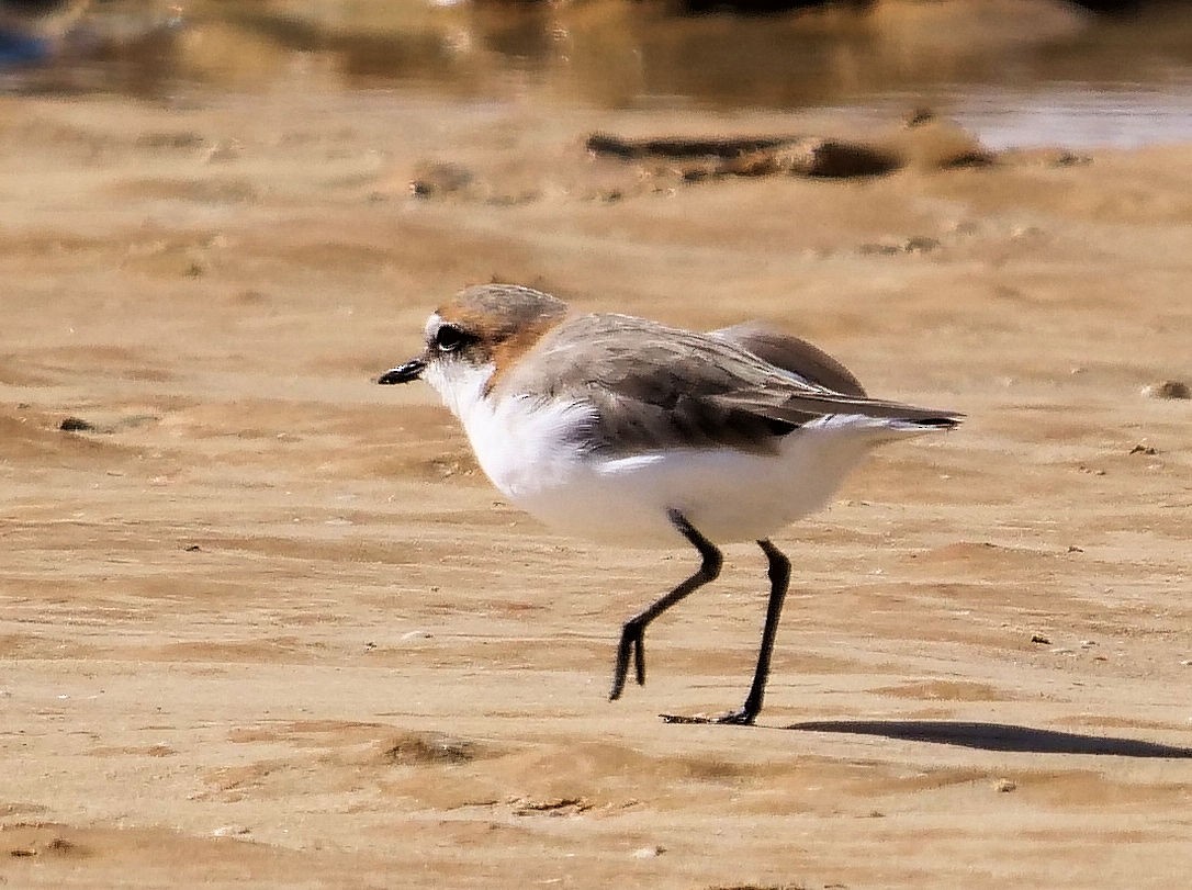 Red-capped Plover - ML376159391