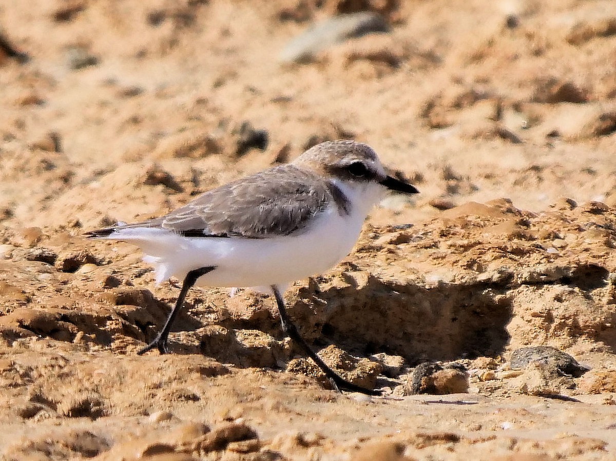 Red-capped Plover - ML376159401