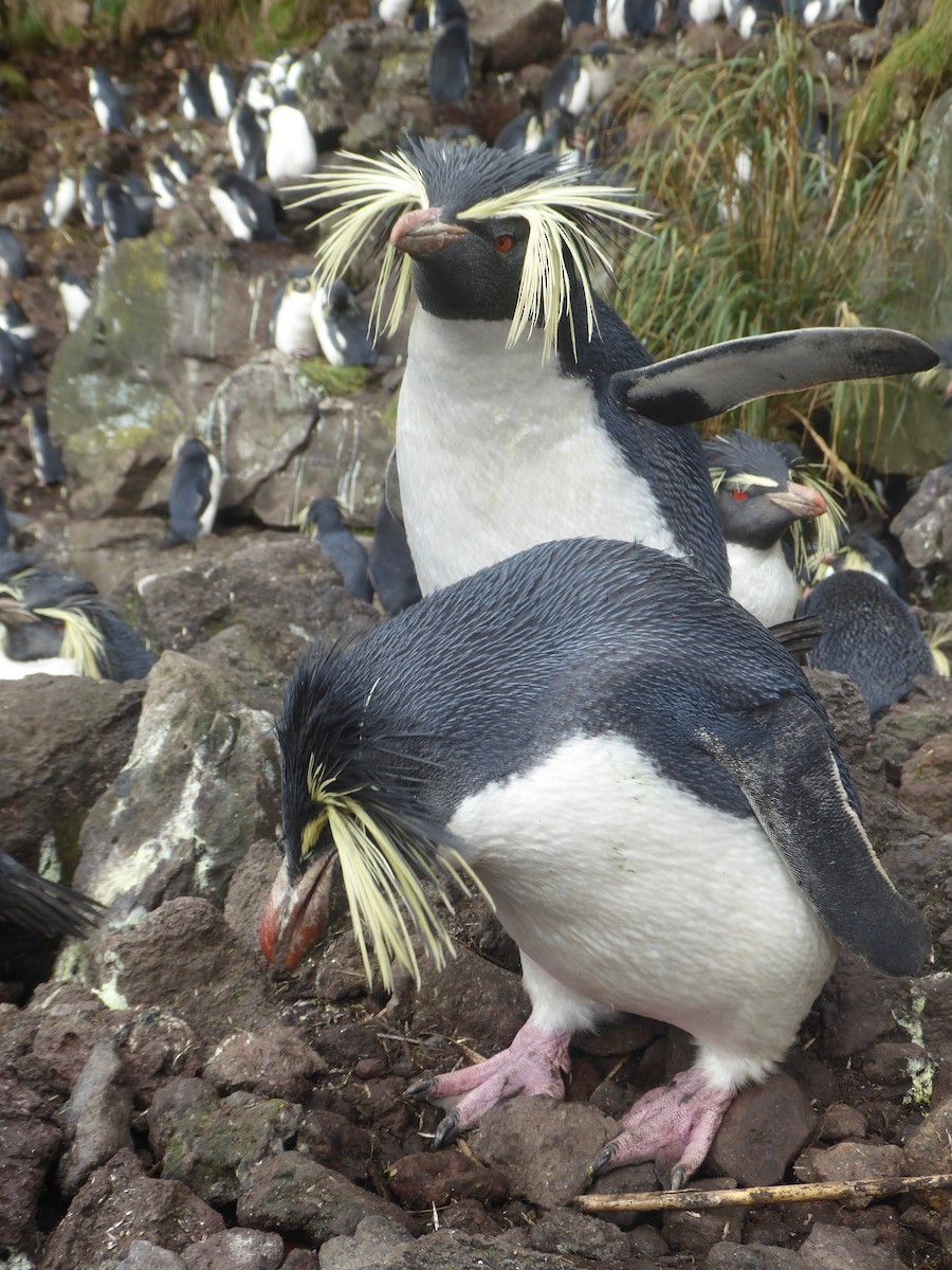 Moseley's Rockhopper Penguin - Gough Island Team