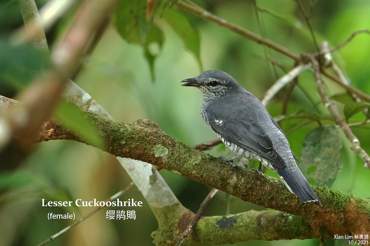 Lesser Cuckooshrike - Lim Ying Hien