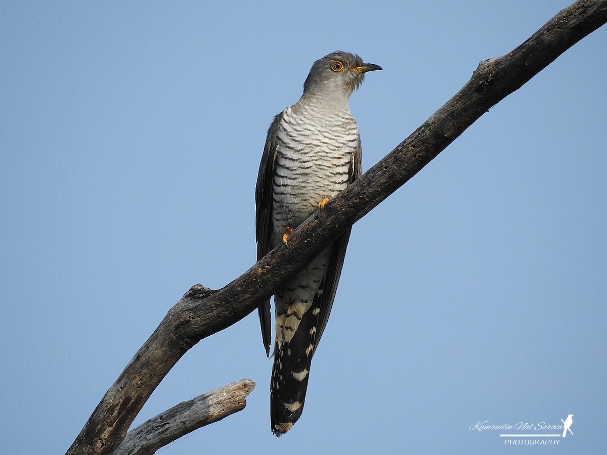 Common Cuckoo - ML376170231