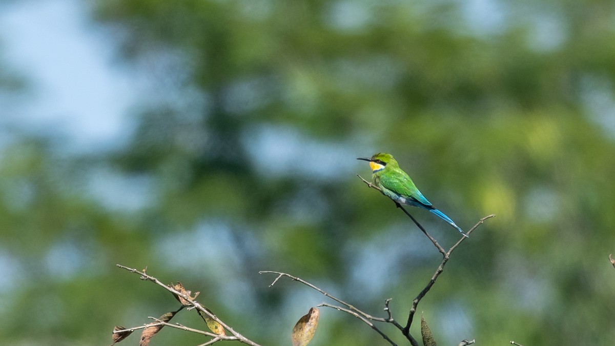 Swallow-tailed Bee-eater - ML376171721