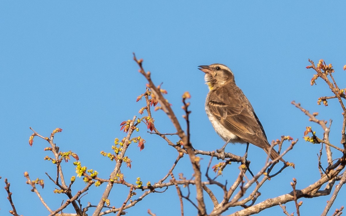 Yellow-throated Bush Sparrow - ML376172341