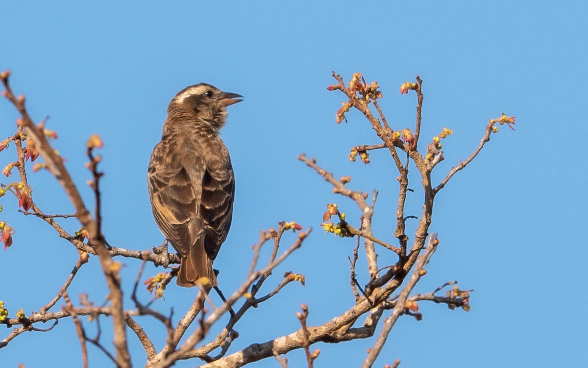 Yellow-throated Bush Sparrow - ML376172361