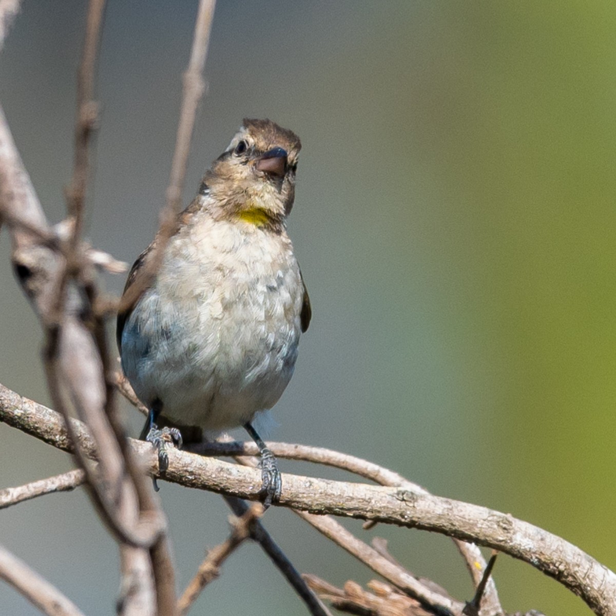 Yellow-throated Bush Sparrow - ML376172371