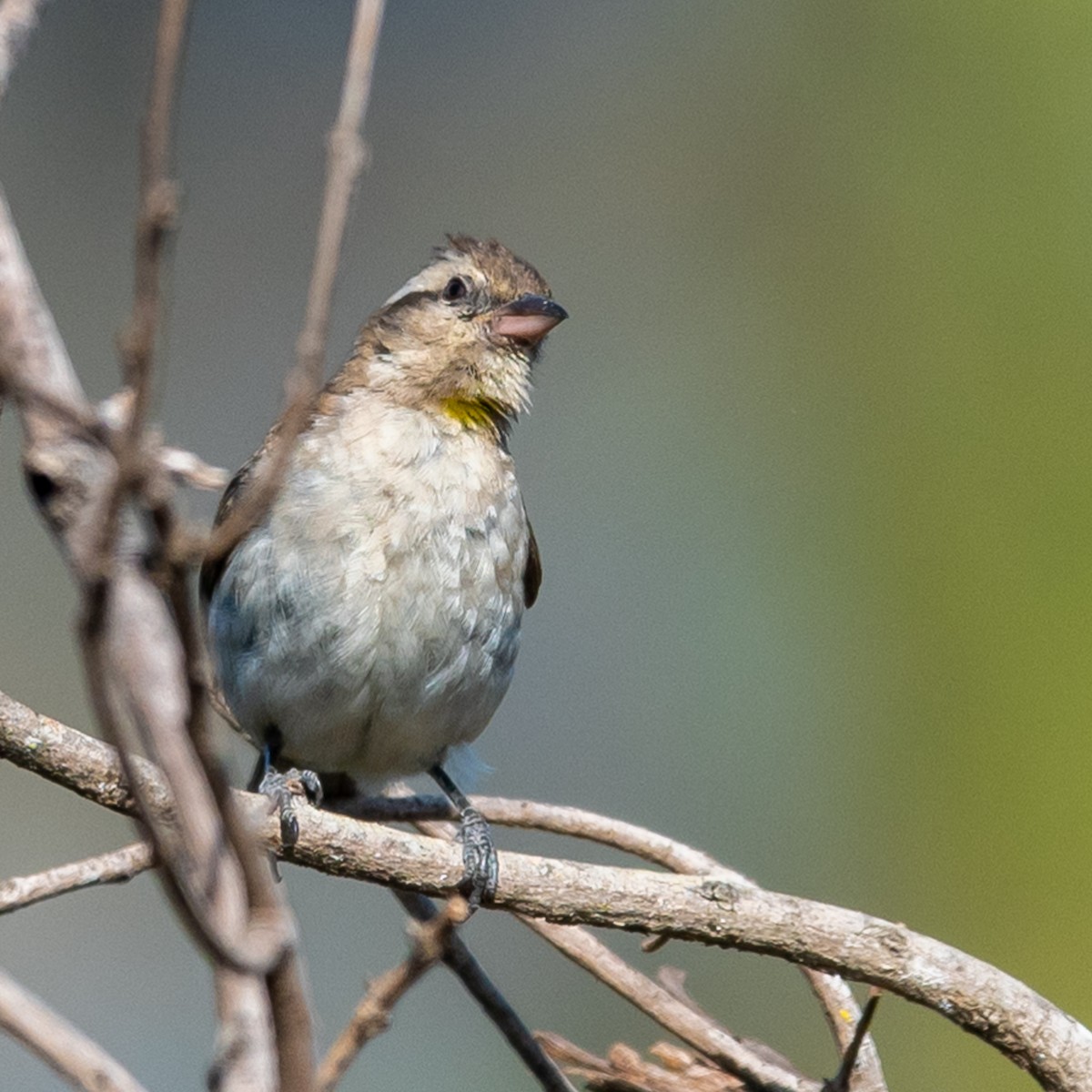 Yellow-throated Bush Sparrow - ML376172381