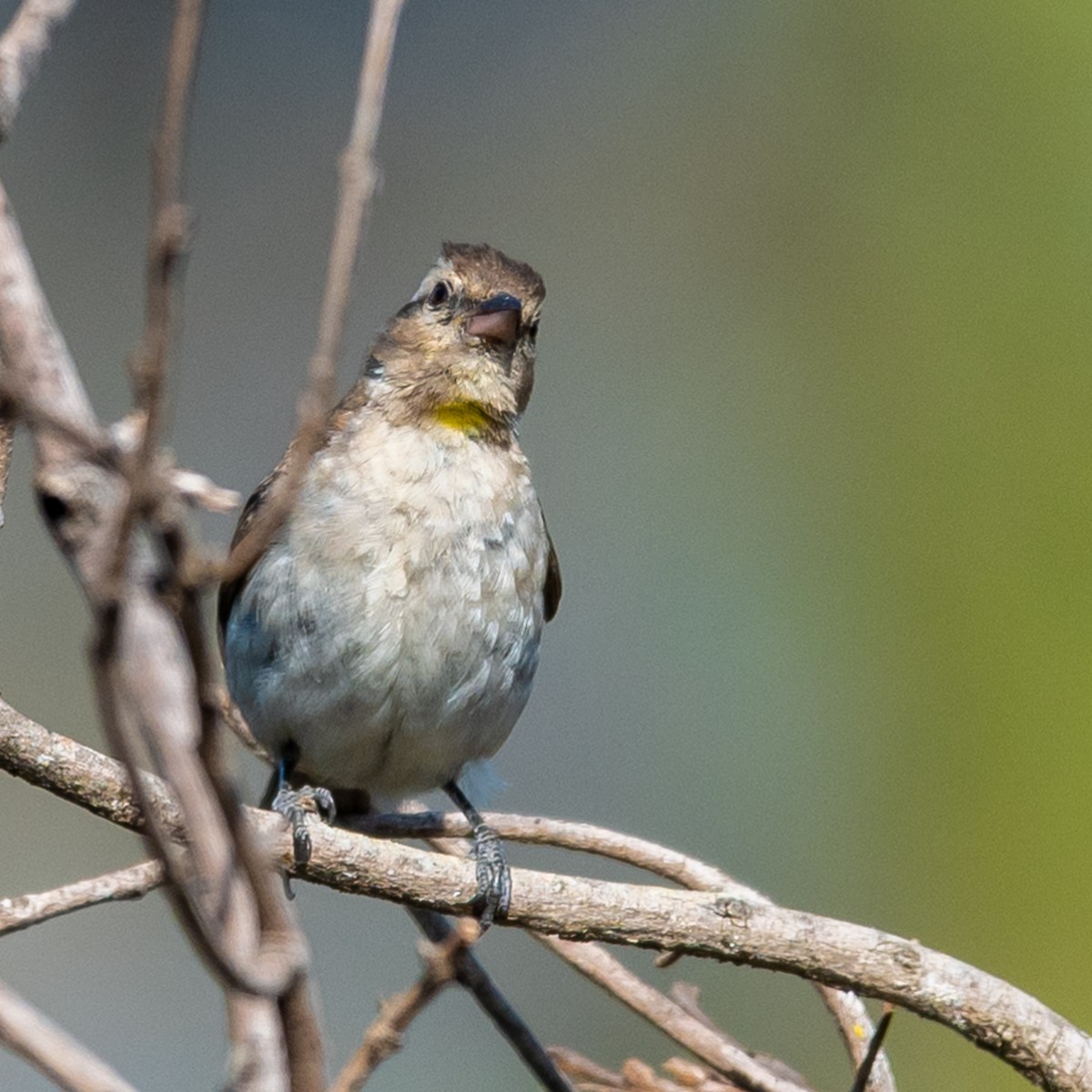 Yellow-throated Bush Sparrow - ML376172401