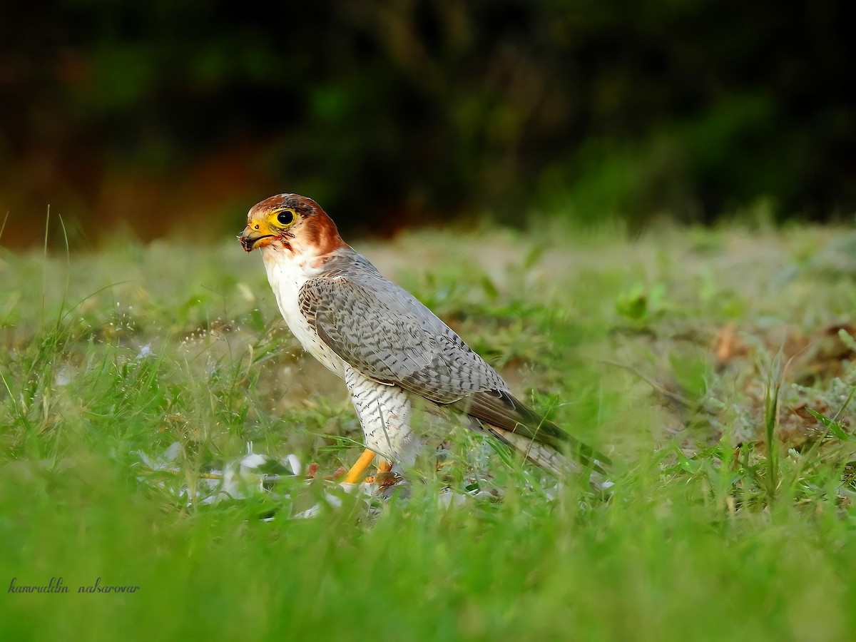 Red-necked Falcon - ML376173171