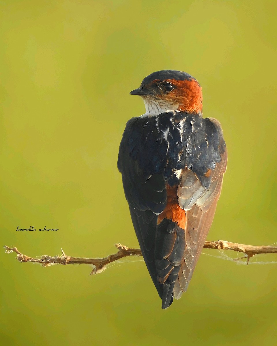 Red-rumped Swallow - ML376173481