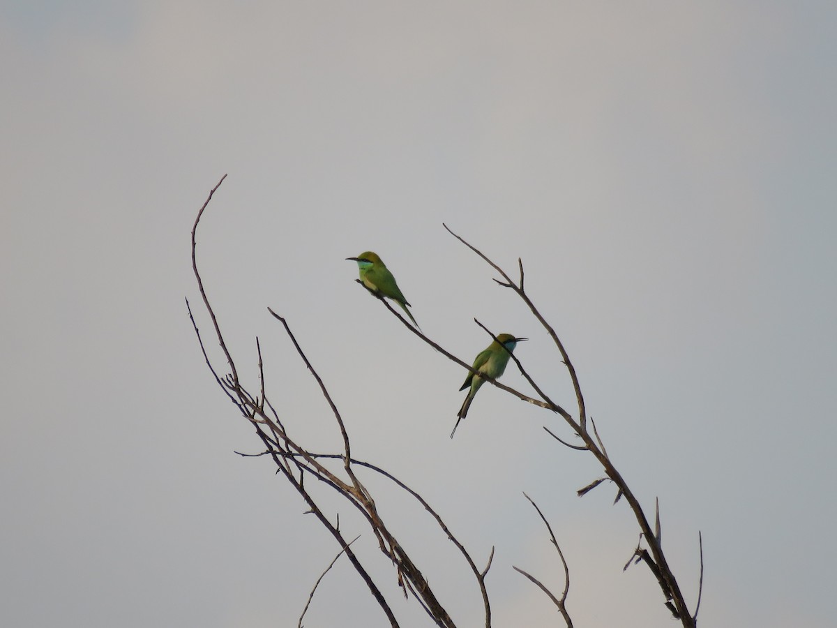 Asian Green Bee-eater - ML376176941