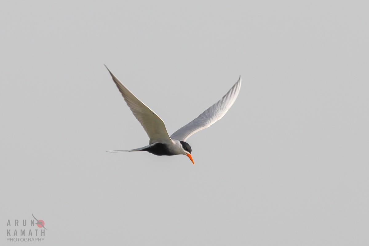 Black-bellied Tern - ML376178011