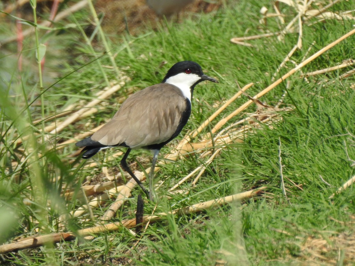 Spur-winged Lapwing - ML376180501