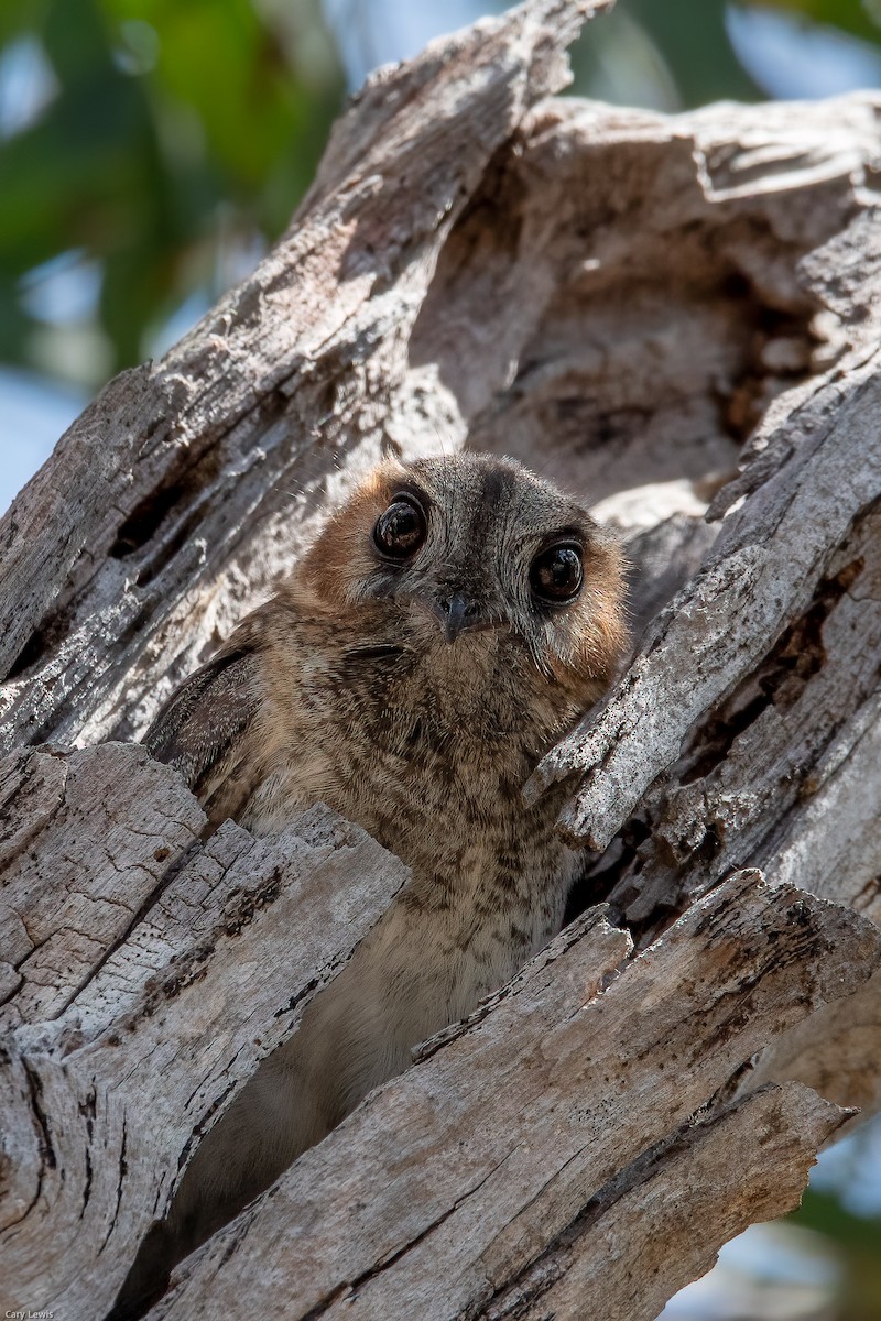 Australian Owlet-nightjar - ML376180631