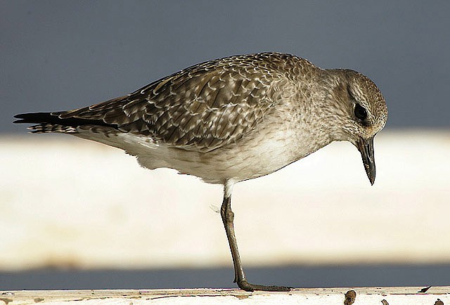 Black-bellied Plover - Michael Walther