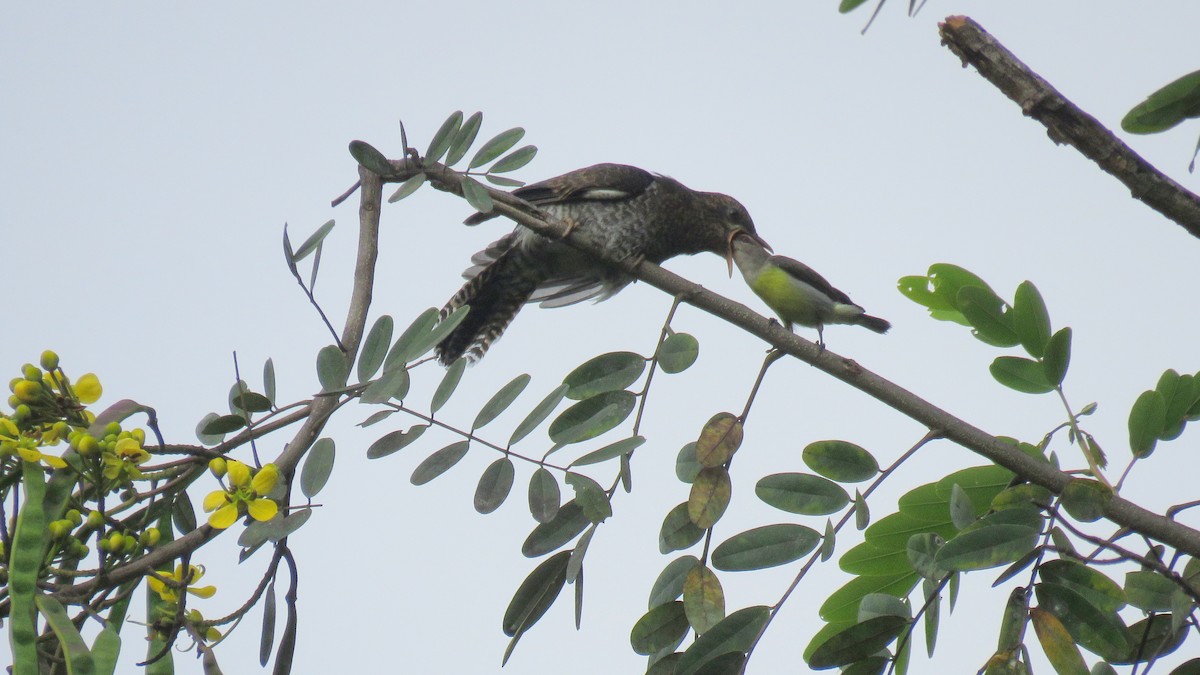 Gray-bellied Cuckoo - Sumiti Saharan