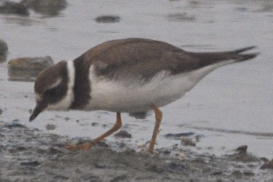Common Ringed Plover - ML376181051