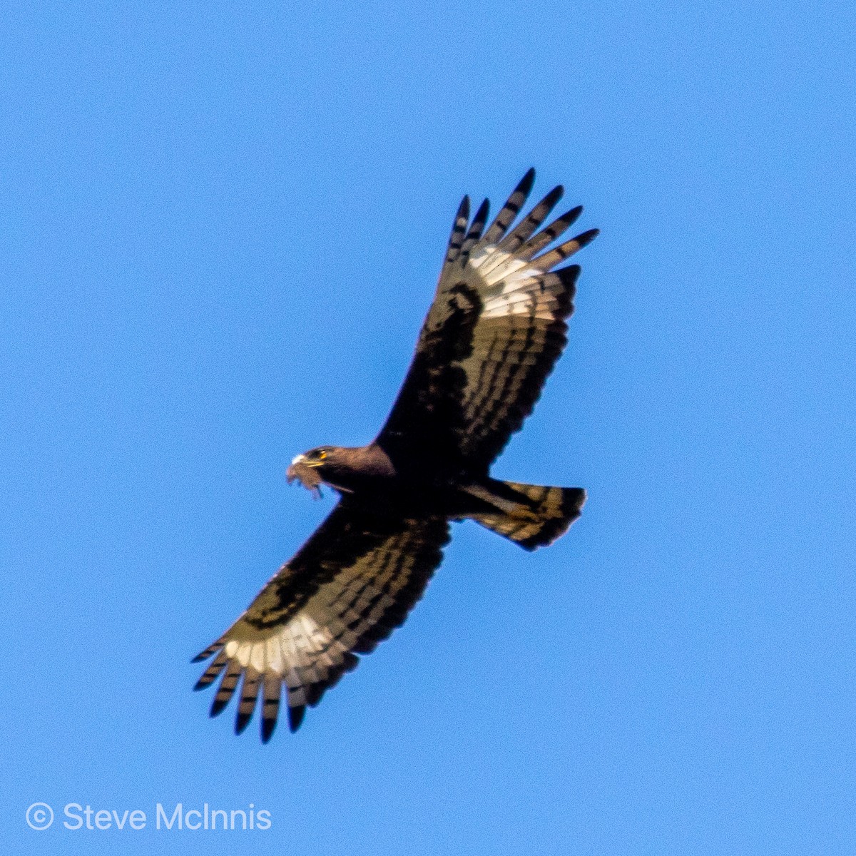 Long-crested Eagle - Steve McInnis