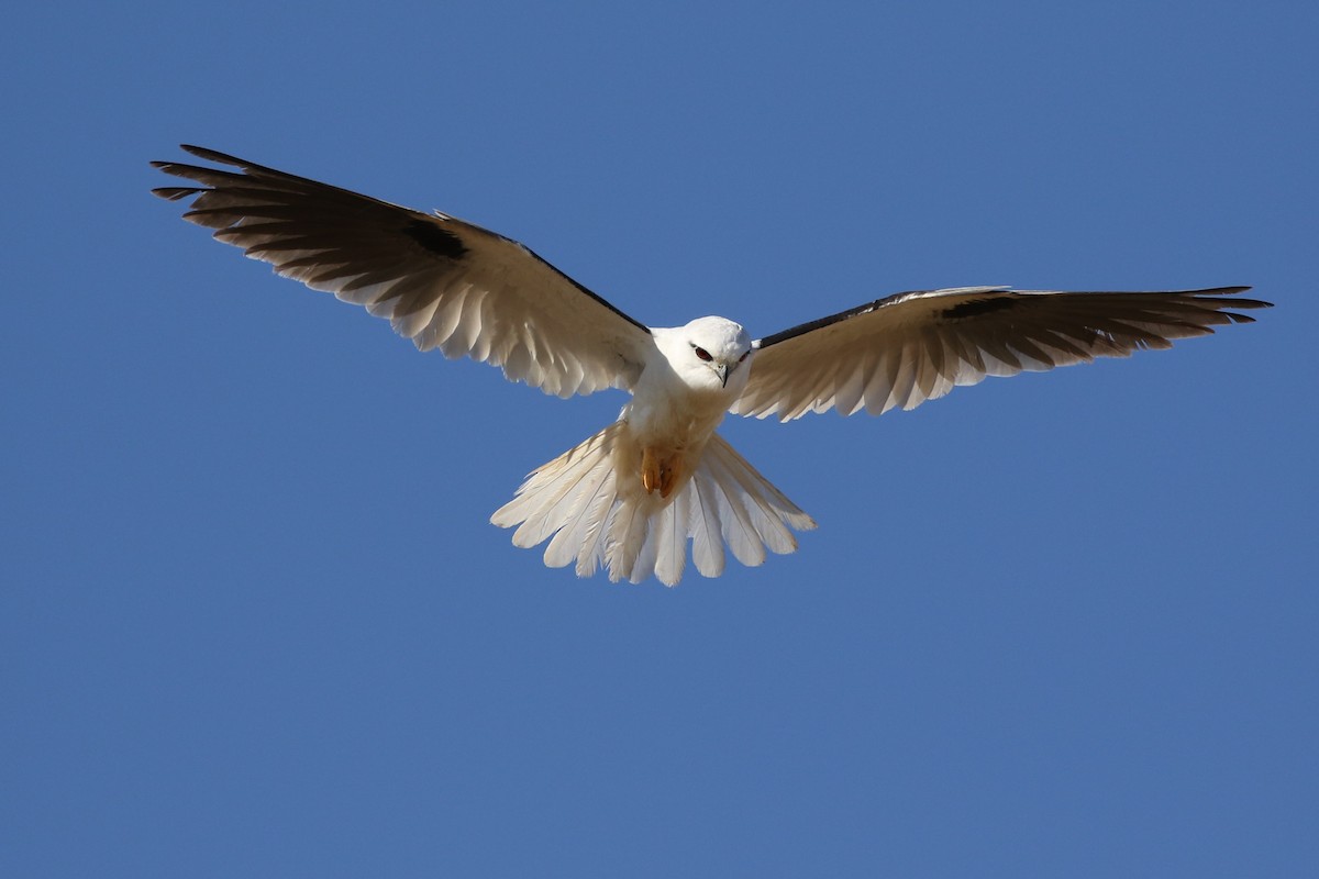 Black-shouldered Kite - ML376190651