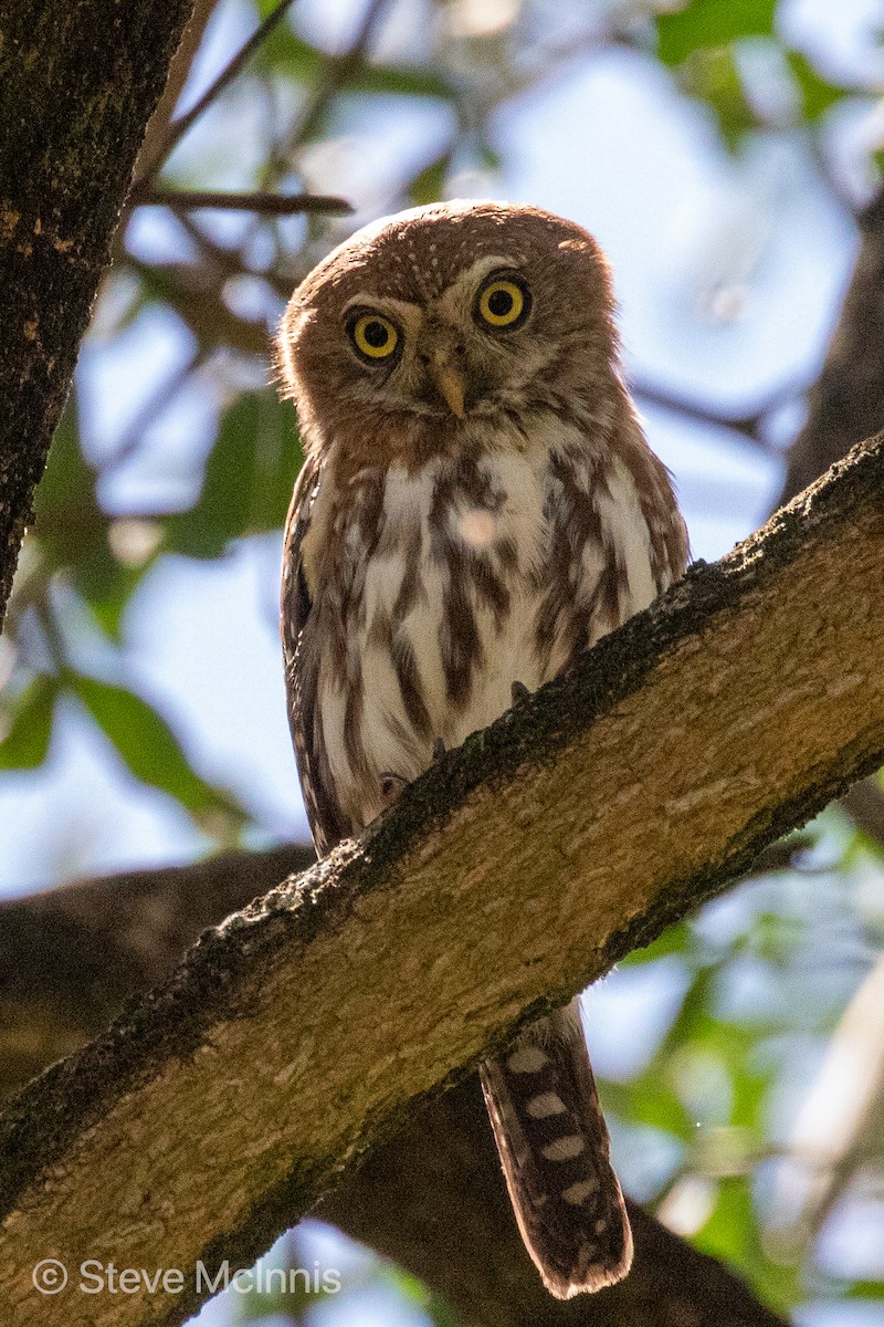 Pearl-spotted Owlet - Steve McInnis