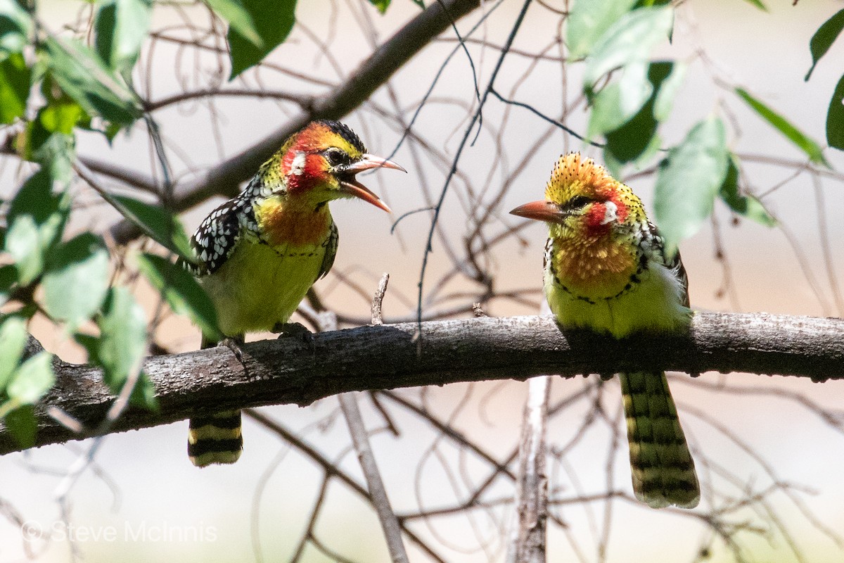 Red-and-yellow Barbet - Steve McInnis