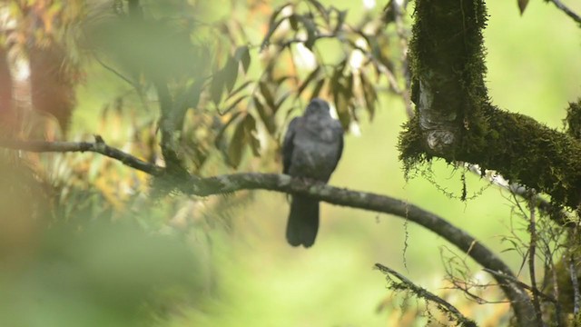 Nilgiri Wood-Pigeon - ML376192471