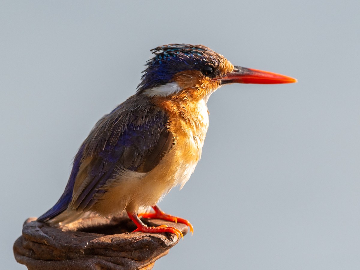 Malachite Kingfisher - Jean-Louis  Carlo