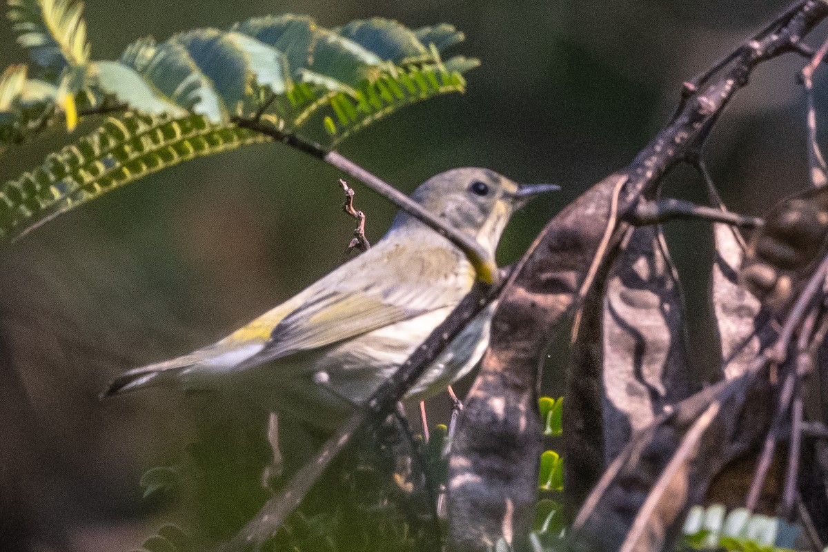 Cape May Warbler - ML376210021