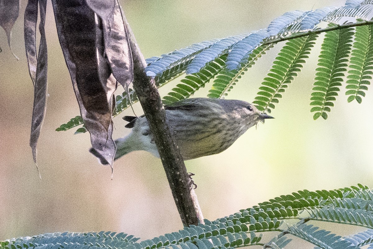 Cape May Warbler - ML376210031
