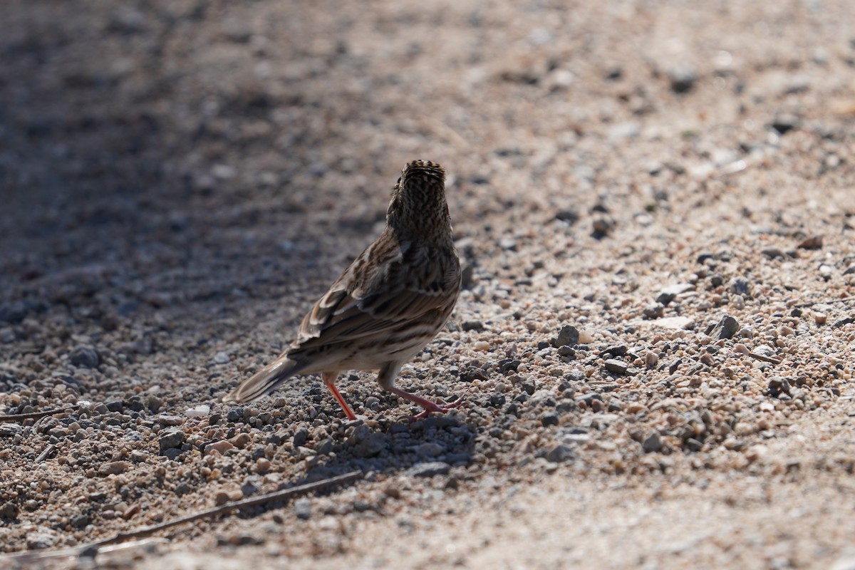 Savannah Sparrow - Sud Menon