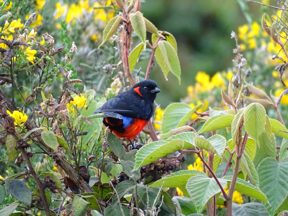 Scarlet-bellied Mountain Tanager - ML376216681