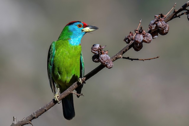 Frontal view (subspecies <em class="SciName notranslate">asiaticus</em>). - Blue-throated Barbet - 