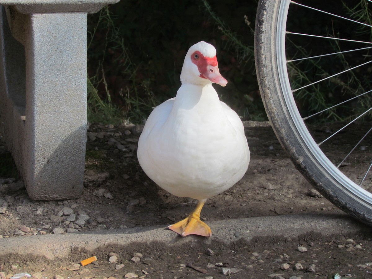 Muscovy Duck (Domestic type) - ML376229271