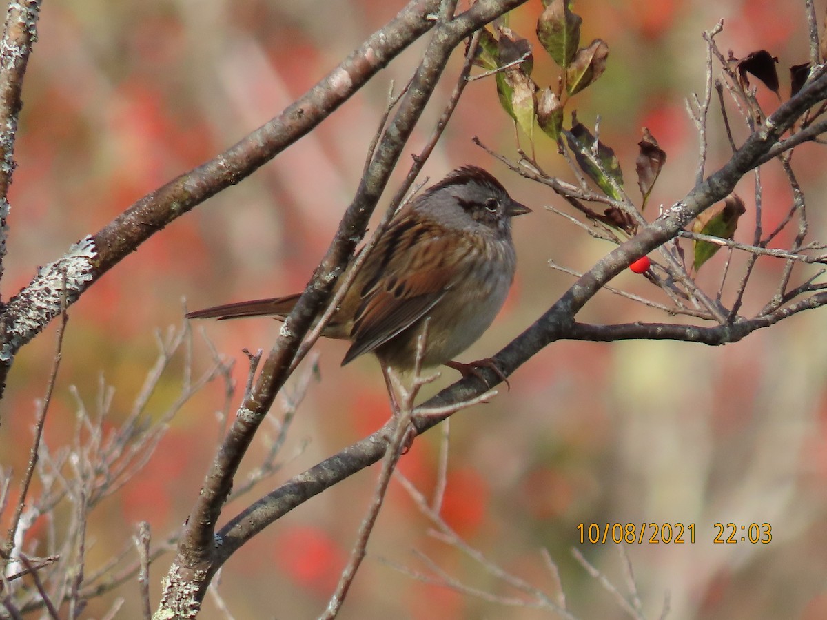 Swamp Sparrow - ML376242321