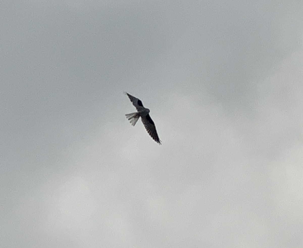 White-tailed Kite - ML376243641