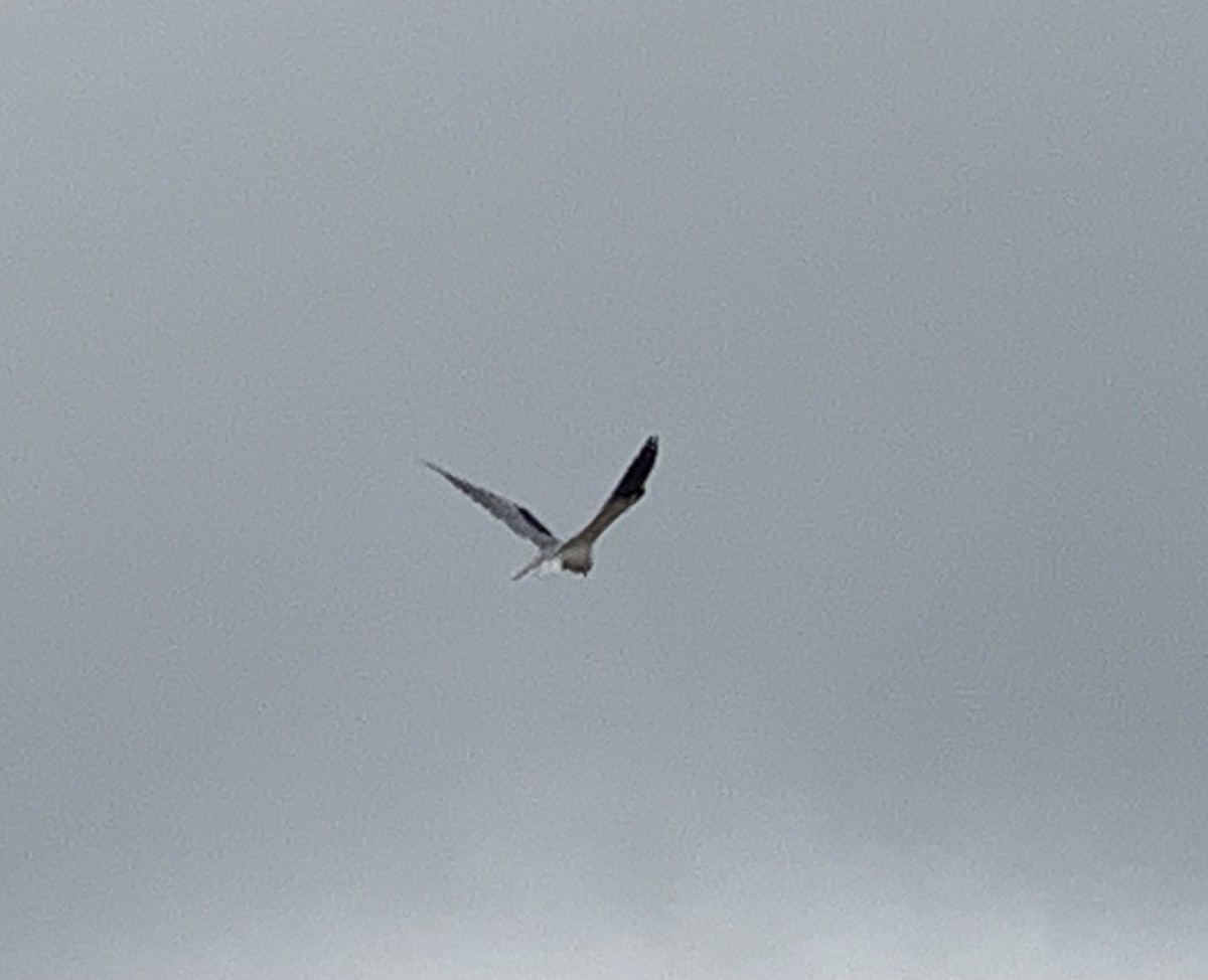 White-tailed Kite - ML376243651