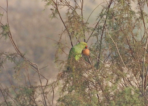 Rose-ringed Parakeet - Uma Pandiyan