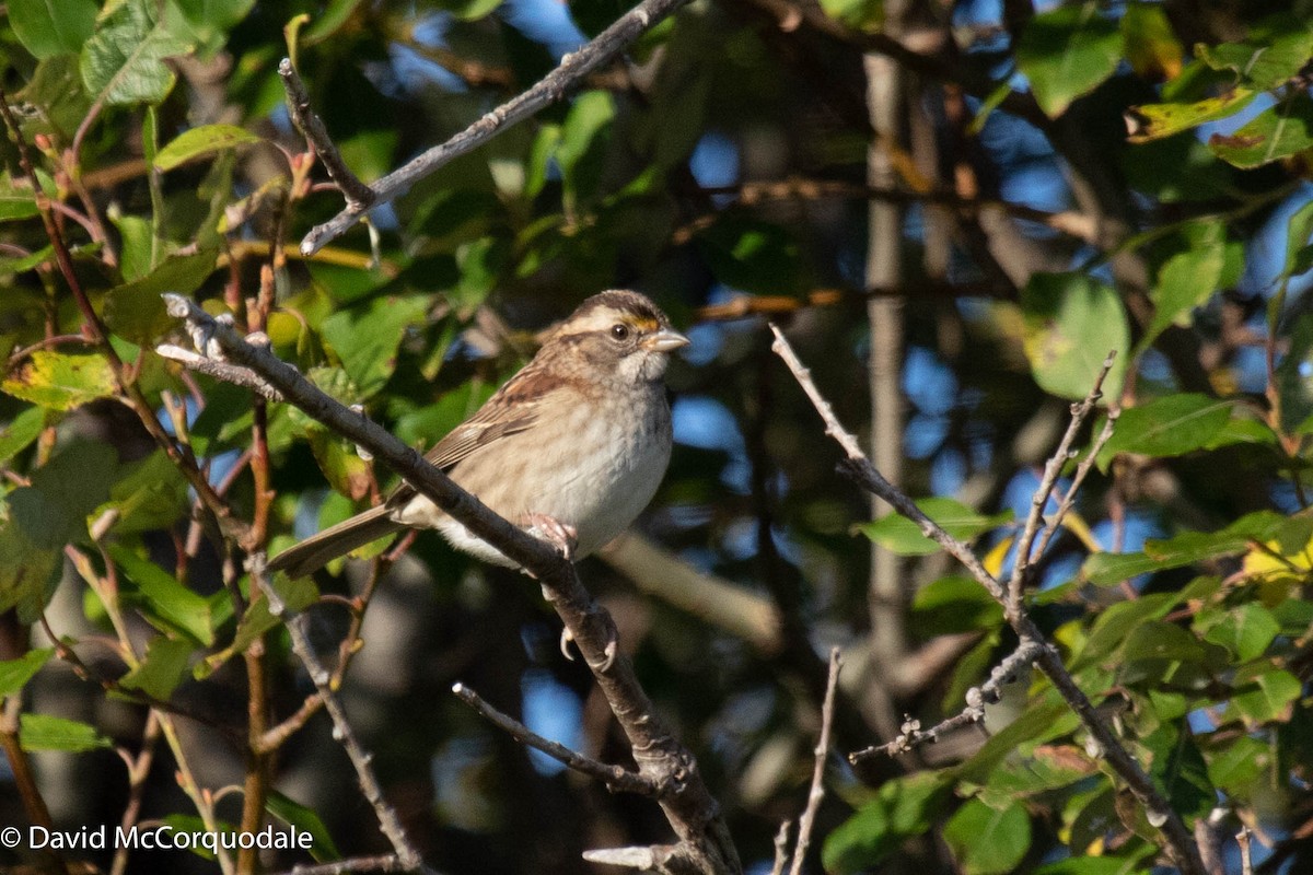White-throated Sparrow - David McCorquodale