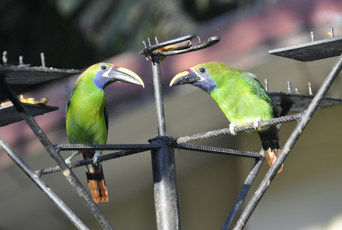 Northern Emerald-Toucanet (Blue-throated) - ML376250011