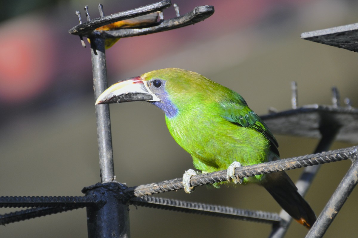 Northern Emerald-Toucanet (Blue-throated) - ML376250021