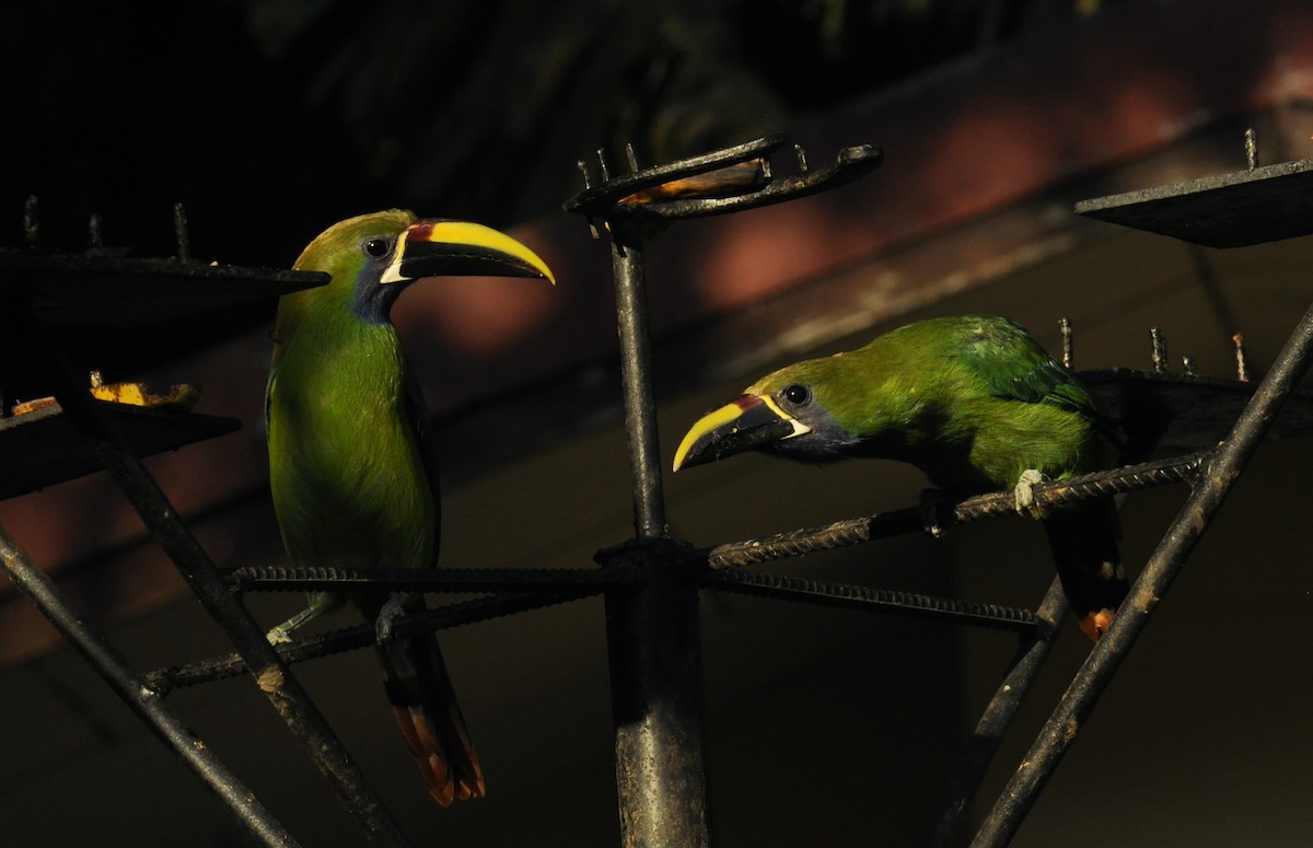 Northern Emerald-Toucanet (Blue-throated) - ML376250101