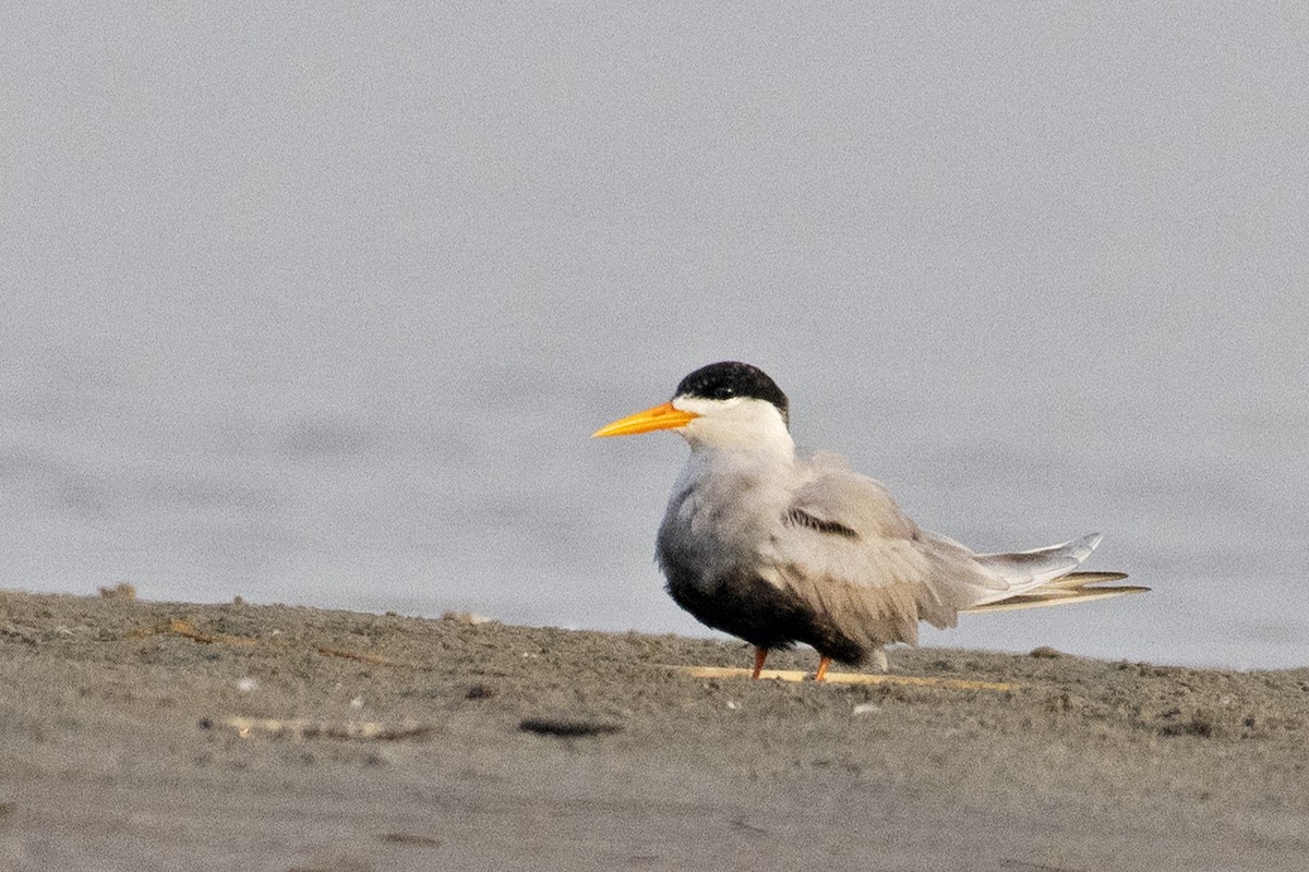 Black-bellied Tern - ML376251101