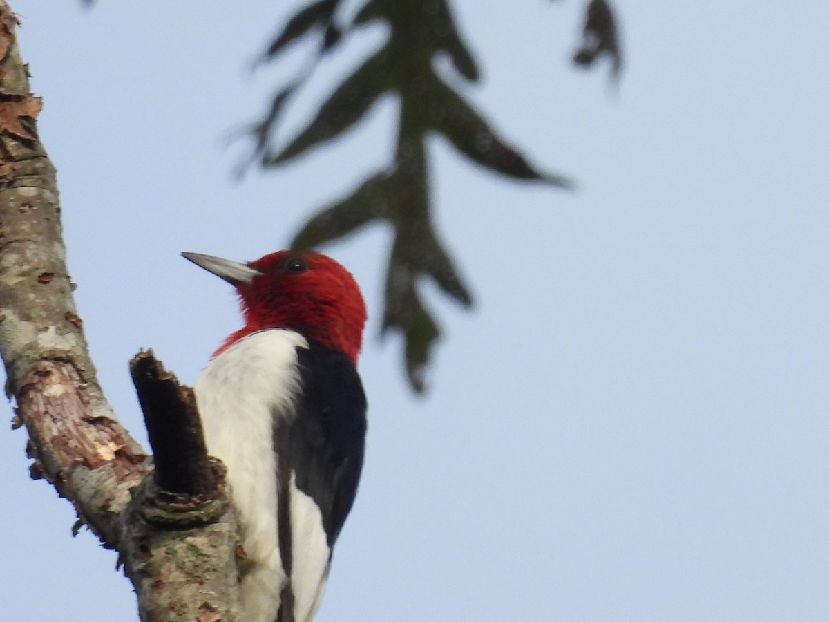 Red-headed Woodpecker - ML376254091