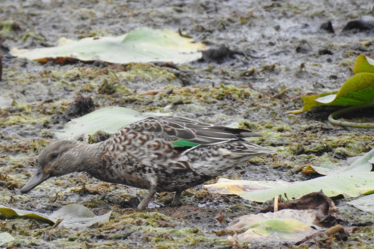 Green-winged Teal - ML376256341