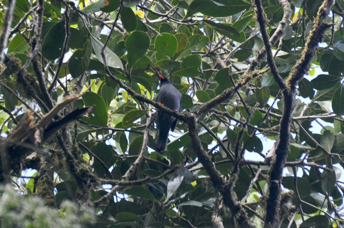 Black-faced Solitaire - ML376258031