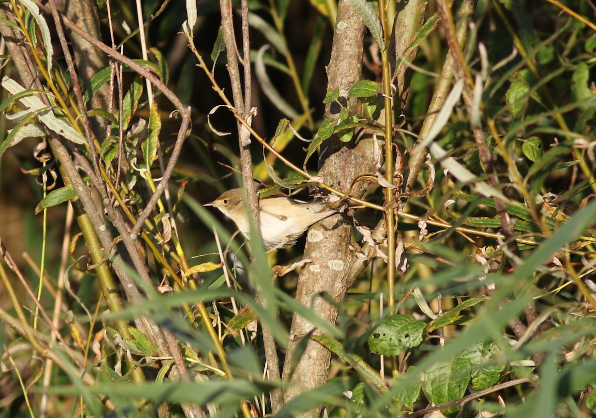 Common Reed Warbler - ML376259571