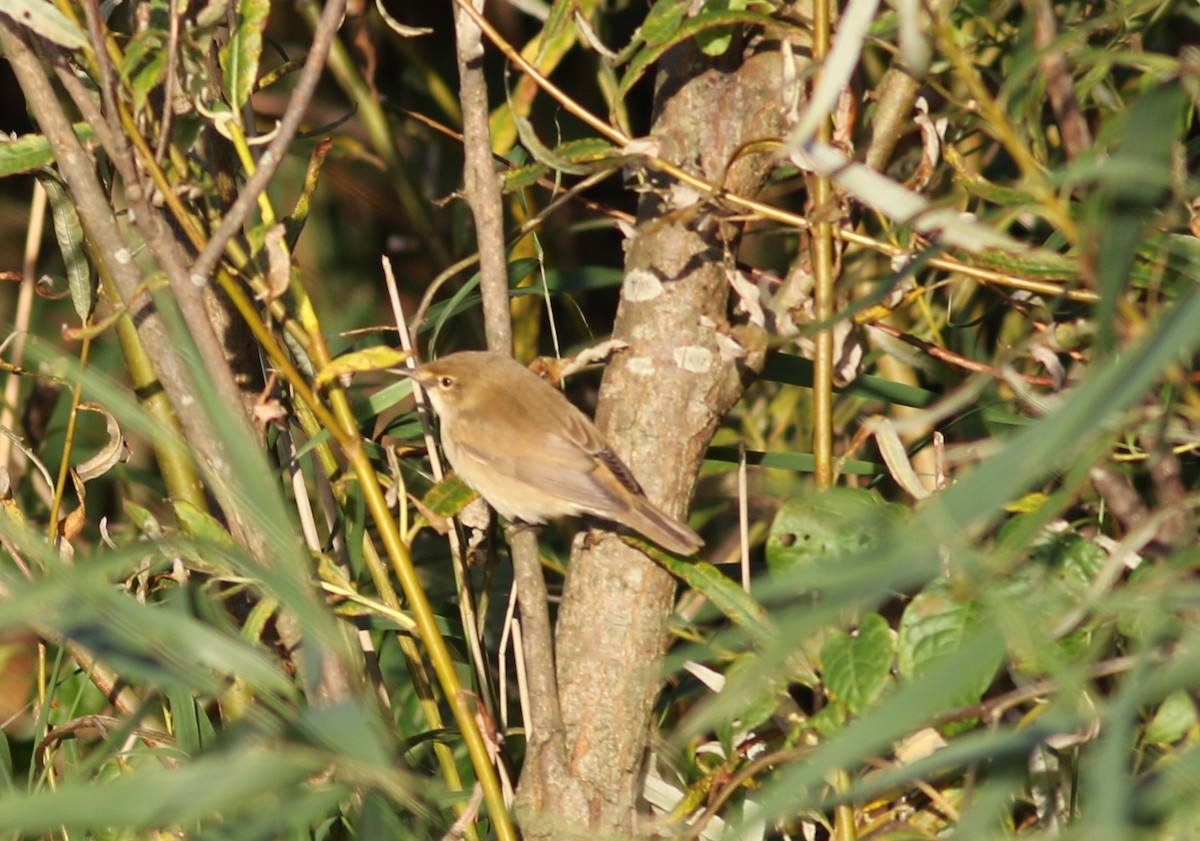 Common Reed Warbler - ML376259591