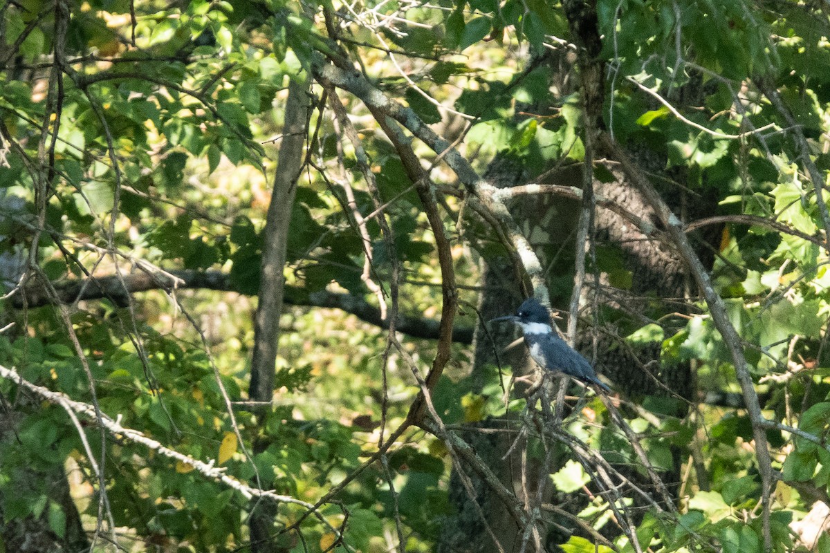 Belted Kingfisher - Becky Kent