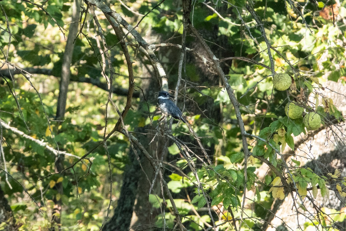 Belted Kingfisher - ML376268211
